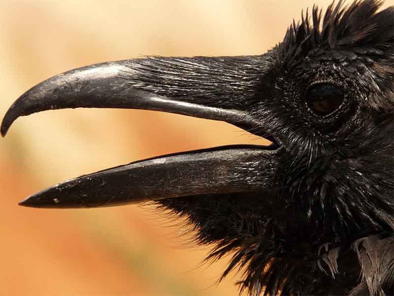 black crow 